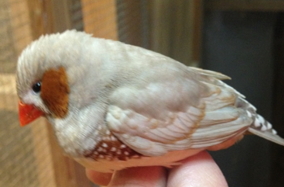 Ragas Florida Fancy Zebras